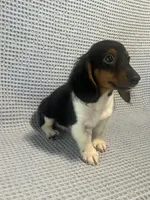 Gabby, a female Miniature Dachshund for sale in Godwin, NC – 2 of 10
