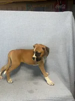 Reiley, a female Boxer for sale in Godwin, NC – 2 of 10