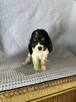 Macy, a female Cocker Spaniel for sale in Godwin, NC – 9 of 10