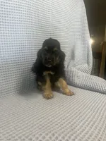 Harley, a  Cocker Spaniel for sale in Godwin, NC – 8 of 8