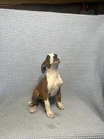 Rosie, a female Boxer for sale in Godwin, NC – 7 of 10