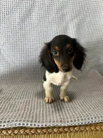 Gabe, a male Miniature Dachshund for sale in Godwin, NC – 2 of 10