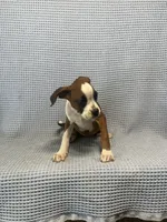Rosie, a female Boxer for sale in Godwin, NC – 10 of 10