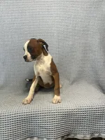 Rosie, a female Boxer for sale in Godwin, NC – 3 of 10