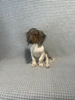 Darcy, a female Miniature Dachshund for sale in Godwin, NC – 10 of 10