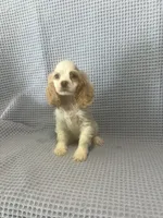 Cheyenne, a  Cocker Spaniel for sale in Godwin, NC – 2 of 9