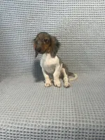 Darcy, a female Miniature Dachshund for sale in Godwin, NC – 6 of 10