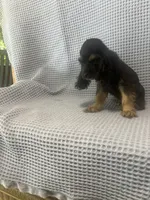 Harley, a  Cocker Spaniel for sale in Godwin, NC – 5 of 8