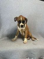 Reiley, a female Boxer for sale in Godwin, NC – 3 of 10