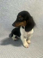 Gabby, a female Miniature Dachshund for sale in Godwin, NC – 4 of 10