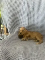 Siler, a  Cocker Spaniel for sale in Godwin, NC – 8 of 10