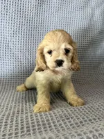 Buffy, a female Cocker Spaniel for sale in Godwin, NC – 6 of 9