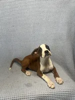 Rosie, a female Boxer for sale in Godwin, NC – 9 of 10