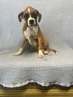 Reiley, a female Boxer for sale in Godwin, NC – 8 of 10