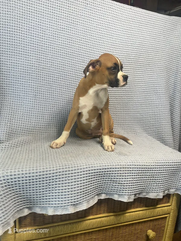 Reiley – Boxer puppy for sale in Godwin, NC