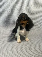 Gabby, a female Miniature Dachshund for sale in Godwin, NC – 6 of 10