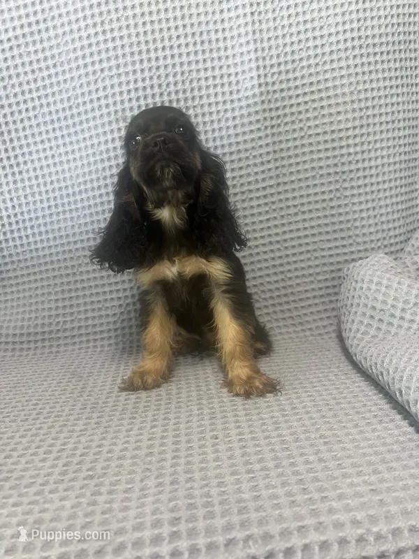 Harley – Cocker Spaniel puppy for sale in Godwin, NC