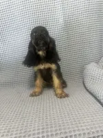 Harley, a  Cocker Spaniel for sale in Godwin, NC – 1 of 8