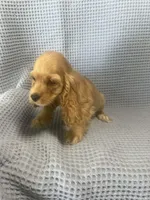 Siler, a  Cocker Spaniel for sale in Godwin, NC – 3 of 10
