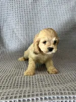 Buffy, a female Cocker Spaniel for sale in Godwin, NC – 5 of 9