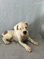 Dirk, a male Boxer for sale in Godwin, NC – 8 of 10