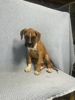 Roman, a male Boxer for sale in Godwin, NC – 7 of 10