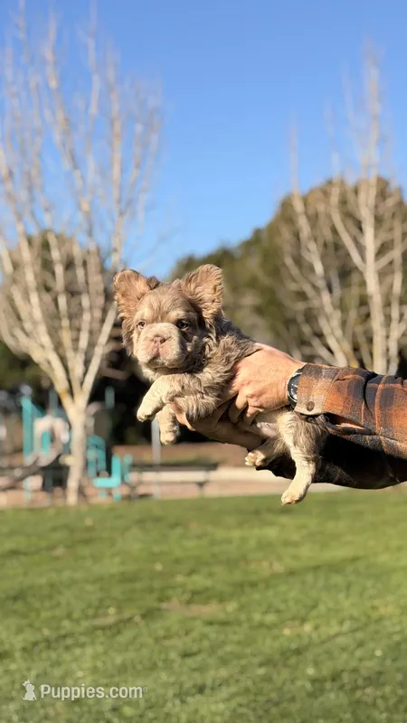 Sky, Rob, Canelo, Theodore and Joey – French Bulldog puppy for sale in Hayward, CA