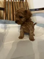 ROC , a male Poodle - Toy  for sale in Parma Heights, OH – Photo 4 of 5