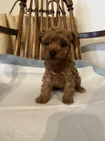 ROC , a male Poodle - Toy  for sale in Parma Heights, OH – Photo 3 of 5