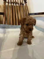 ROC , a male Poodle - Toy  for sale in Parma Heights, OH – Photo 2 of 5