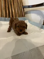 Benny, a male Poodle - Toy  for sale in Parma Heights, OH – Photo 1 of 3