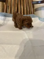 Benny, a male Poodle - Toy  for sale in Parma Heights, OH – Photo 2 of 3