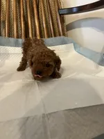 Benny, a male Poodle - Toy  for sale in Parma Heights, OH – Photo 3 of 3