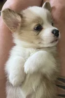 M3 Sonny , a male Cardigan Welsh Corgi and Pembroke Welsh Corgi for sale in Waynesburg, KY – 5 of 7