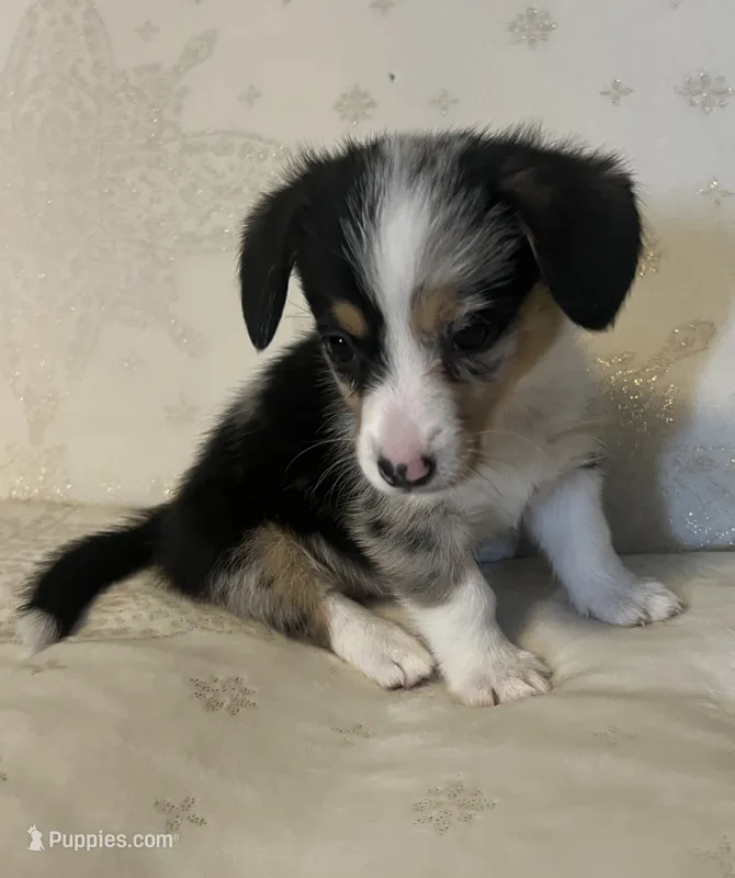 F5 Spice – Cardigan Welsh Corgi, Pembroke Welsh Corgi puppy for sale in Waynesburg, KY