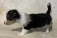 Spice , a female Cardigan Welsh Corgi and Pembroke Welsh Corgi for sale in Waynesburg, KY – 4 of 5