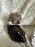 M2 Chunk , a male Cardigan Welsh Corgi and Pembroke Welsh Corgi for sale in Waynesburg, KY – 2 of 5