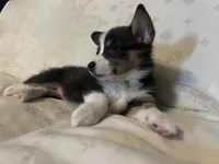 Smurf, a female Cardigan Welsh Corgi and Pembroke Welsh Corgi for sale in Waynesburg, KY – 5 of 8