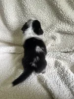 F5 Spice, a female Cardigan Welsh Corgi and Pembroke Welsh Corgi for sale in Waynesburg, KY – 2 of 8