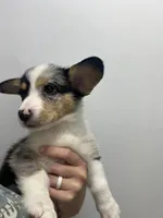 Spice , a female Cardigan Welsh Corgi and Pembroke Welsh Corgi for sale in Waynesburg, KY – 2 of 5