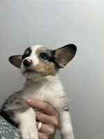 Spice , a female Cardigan Welsh Corgi and Pembroke Welsh Corgi for sale in Waynesburg, KY – 3 of 5