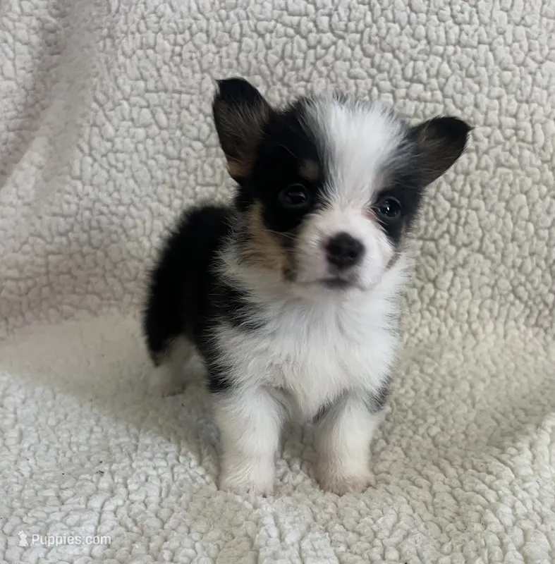 F4 Baby – Cardigan Welsh Corgi, Pembroke Welsh Corgi puppy for sale in Waynesburg, KY