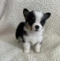 F4 Baby, a female Cardigan Welsh Corgi and Pembroke Welsh Corgi for sale in Waynesburg, KY – 1 of 5