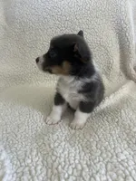 F2 Mel B, a female Cardigan Welsh Corgi and Pembroke Welsh Corgi for sale in Waynesburg, KY – 4 of 7