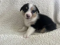 F5 Spice, a female Cardigan Welsh Corgi and Pembroke Welsh Corgi for sale in Waynesburg, KY – 3 of 8