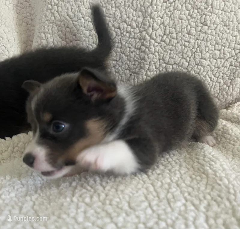 F2 Mel B – Cardigan Welsh Corgi, Pembroke Welsh Corgi puppy for sale in Waynesburg, KY