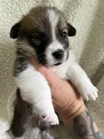 M2 Chunk , a male Cardigan Welsh Corgi and Pembroke Welsh Corgi for sale in Waynesburg, KY – 5 of 5