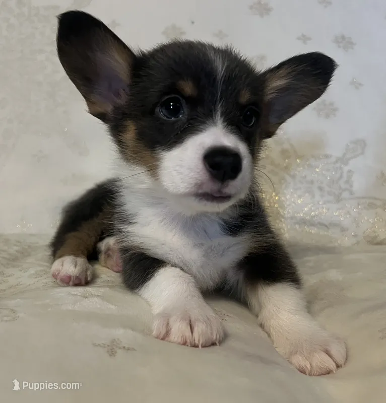 F2 Mel B – Cardigan Welsh Corgi, Pembroke Welsh Corgi puppy for sale in Waynesburg, KY