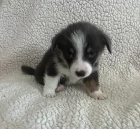 F3 Mel C , a female Cardigan Welsh Corgi and Pembroke Welsh Corgi for sale in Waynesburg, KY – 3 of 7