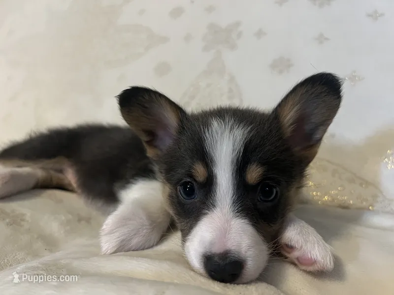F3 Mel C  – Cardigan Welsh Corgi, Pembroke Welsh Corgi puppy for sale in Waynesburg, KY